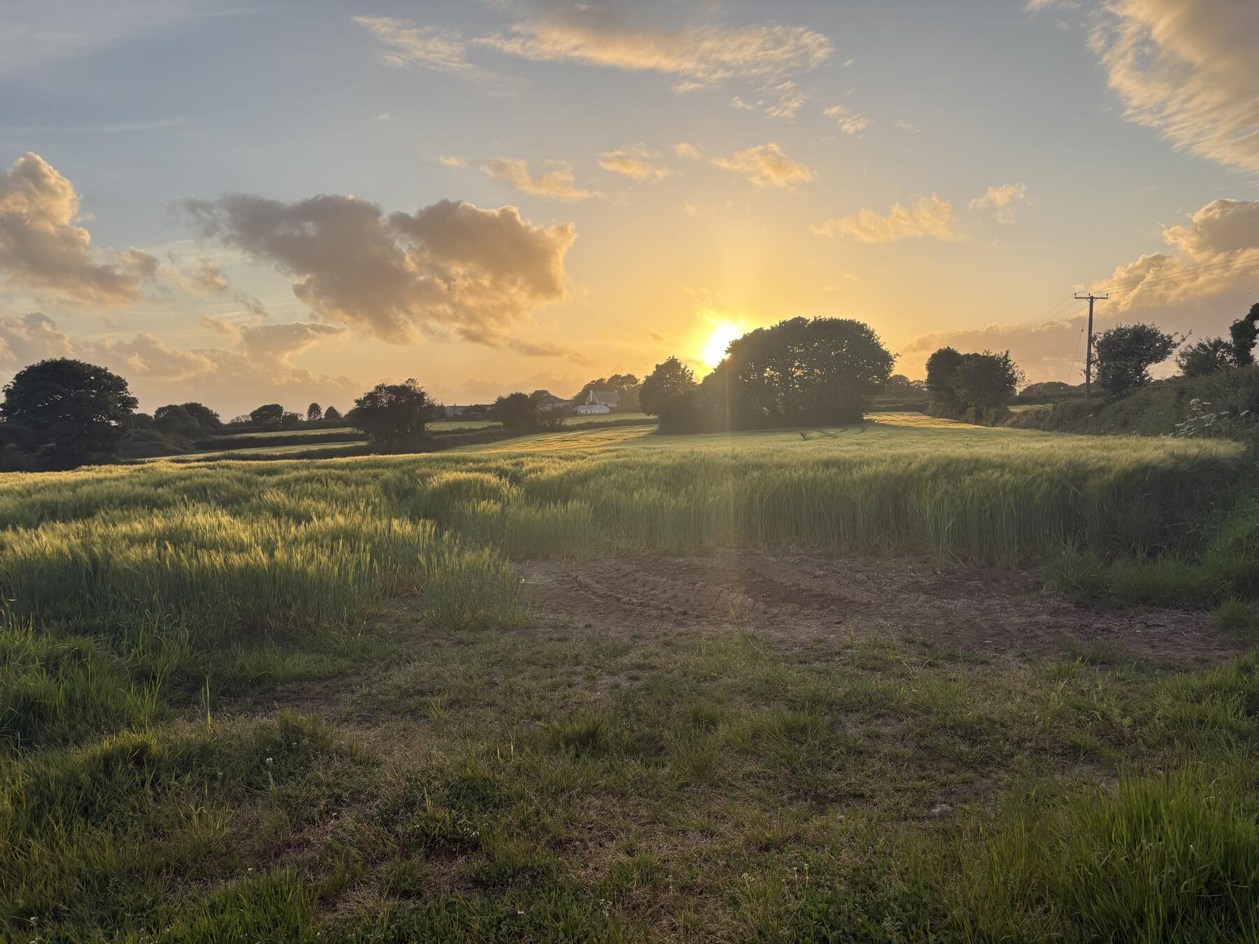 Golden hour over farmland and hedgerows in rural Cornwall, representing Estate and Property Management by The Cornwall Office